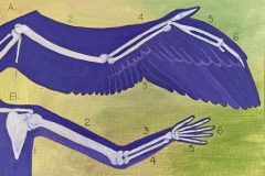 If-I-Could-Only-Fly
